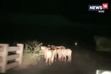 Video: গুজরাটের রাজপথে দল বেঁধে ঘুরে বেড়াচ্ছে পশুরাজ Video: গুজরাটের রাজপথে দল বেঁধে ঘুরে বেড়াচ্ছে পশুরাজ