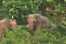 গভীর রাতে হাতির তাণ্ডবে নষ্ট ২০ বিঘের ফসল গভীর রাতে হাতির তাণ্ডবে নষ্ট ২০ বিঘের ফসল