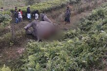 অসমের শোনিতপুরের বালিপাড়ায় ট্রেনের ধাক্কায় মৃত্যু হল ছ'টি হাতির অসমের শোনিতপুরের বালিপাড়ায় ট্রেনের ধাক্কায় মৃত্যু হল ছ'টি হাতির