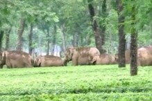 ৮ কুনকি হাতির সাহায্যে ৮০টি বুনো হাতির দলকে তাড়াল বনকর্মীরা ৮ কুনকি হাতির সাহায্যে ৮০টি বুনো হাতির দলকে তাড়াল বনকর্মীরা