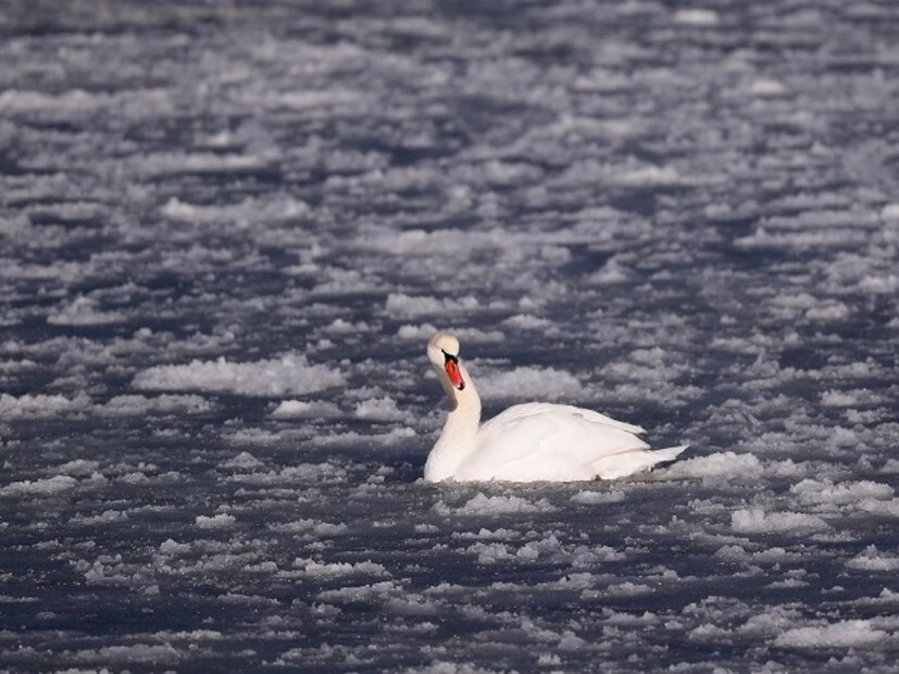 Photo: AP