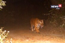 লালগড়ের জঙ্গলে রয়্যাল বেঙ্গল টাইগার! লালগড়ের জঙ্গলে রয়্যাল বেঙ্গল টাইগার!