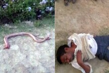 ছোবল মেরেছে, তাই জীবন্ত সাপের মাথা কামড়ে চিবিয়ে ফেললেন কৃষক ছোবল মেরেছে, তাই জীবন্ত সাপের মাথা কামড়ে চিবিয়ে ফেললেন কৃষক