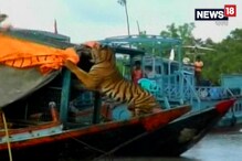 Video: সুন্দরবনে ফের বাঘ তুলে নিয়ে গেল এক মৎসজীবীকে Video: সুন্দরবনে ফের বাঘ তুলে নিয়ে গেল এক মৎসজীবীকে