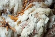 বাদুড়িয়ায় মরা মুরগির মাংসের ব্যবসা, পাচার হত কলকাতার রেস্তোরাঁয় বাদুড়িয়ায় মরা মুরগির মাংসের ব্যবসা, পাচার হত কলকাতার রেস্তোরাঁয়