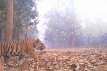 লালগড়ে বাঘ ঢুকে পড়ার ঘটনা নতুন নয়, এর আগে কবে এমন ঘটনা ঘটেছিল ? লালগড়ে বাঘ ঢুকে পড়ার ঘটনা নতুন নয়, এর আগে কবে এমন ঘটনা ঘটেছিল ?