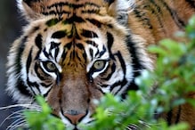 A fisherman died in Sunderban area due to attack by a tiger