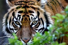 A fisherman died in Sunderban area due to attack by a tiger A fisherman died in Sunderban area due to attack by a tiger
