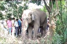 দুর্গাপুরের রাস্তায় দাপিয়ে বেরাল দুই দাঁতাল দুর্গাপুরের রাস্তায় দাপিয়ে বেরাল দুই দাঁতাল