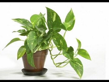 এই গাছগুলো ঘরে রাখুন, সুখ-সমৃদ্ধি আসবেই !