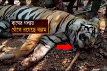 ধারাল অস্ত্র দিয়ে কুপিয়ে মারা হয়েছে রয়্যাল বেঙ্গলকে ধারাল অস্ত্র দিয়ে কুপিয়ে মারা হয়েছে রয়্যাল বেঙ্গলকে