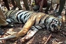 লালগড়ের জঙ্গলে মৃত বাঘ লালগড়ের জঙ্গলে মৃত বাঘ