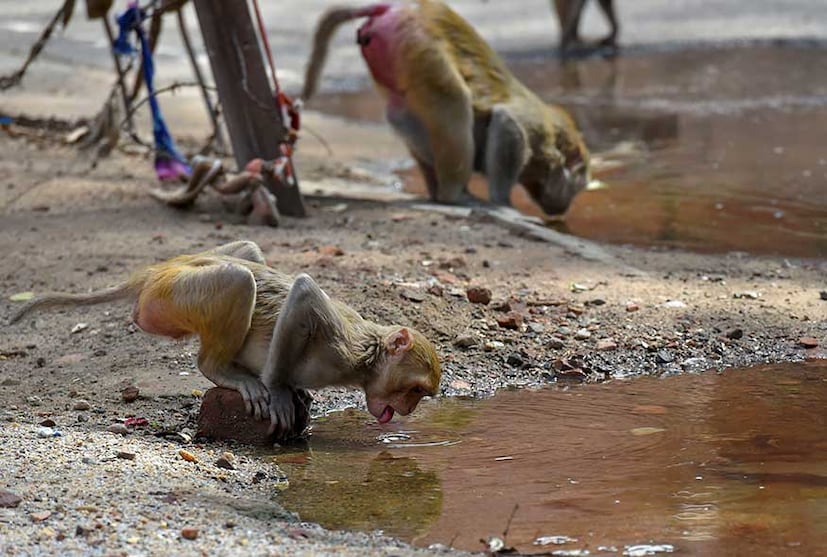 উফফ.. জলকে খেয়ে প্রাণটা বাঁচল !  (Image: Reuters)