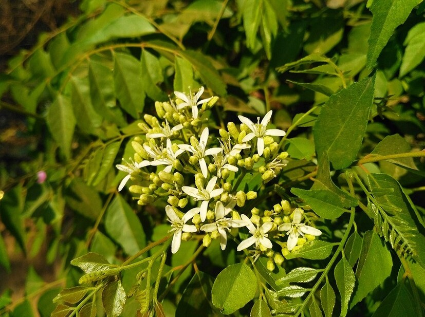 • কারি পাতা ও নারকেল তেল- কারি পাতায় রয়েছে বিটা-ক্যারোটিন, ফসফরাস, নিকোটিনিক অ্যাসিড ৷ কারি পাতার রসের সঙ্গে নারকেল তেল মিশিয়ে মাথায় লাগান ৷