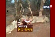 Video: ফের গিরে সিংহকে উত্যক্ত, বিরক্ত হয়ে চলে গেল সিংহ পরিবার Video: ফের গিরে সিংহকে উত্যক্ত, বিরক্ত হয়ে চলে গেল সিংহ পরিবার
