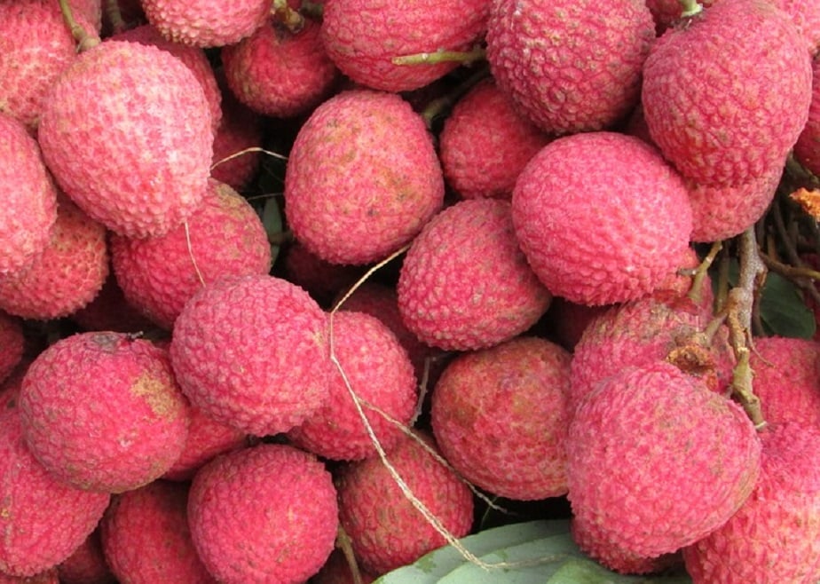লিচু: অ্যান্টিঅক্সিড্যান্ট থাকার জন্য রসাল, সুস্বাদু লিচু যে মেদ ঝরানোর প্রায় সুপারফুড তা অনেকেই জানেন না। লিচু শরীরের রোগ প্রতিরোধ ক্ষমতা বাড়াতেও সাহায্য করে। তবে কখনই খাওয়ার পর ডেজার্ট হিসেবে লিচু খাবেন না। এতে হিতে বিপরীত ফল হবে। খাওয়ার অন্তত এক ঘণ্টা পর লিচু খান। লিচু: অ্যান্টিঅক্সিড্যান্ট থাকার জন্য রসাল, সুস্বাদু লিচু যে মেদ ঝরানোর প্রায় সুপারফুড তা অনেকেই জানেন না। লিচু শরীরের রোগ প্রতিরোধ ক্ষমতা বাড়াতেও সাহায্য করে। তবে কখনই খাওয়ার পর ডেজার্ট হিসেবে লিচু খাবেন না। এতে হিতে বিপরীত ফল হবে। খাওয়ার অন্তত এক ঘণ্টা পর লিচু খান।