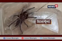 Video: রাজ্যে ট্যারেন্টুলার আতঙ্ক, প্রায় রোজই মিলছে বিষাক্ত এই মাকড়সার হদিশ Video: রাজ্যে ট্যারেন্টুলার আতঙ্ক, প্রায় রোজই মিলছে বিষাক্ত এই মাকড়সার হদিশ