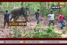 দলমার হাতিদের দাপাদাপিতে আতঙ্ক ঝাড়গ্রামে দলমার হাতিদের দাপাদাপিতে আতঙ্ক ঝাড়গ্রামে