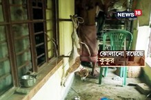 কুকুরের উপর নৃশংস অত্যাচার, মেরে তন্ত্রসাধনার অভিযোগ উঠল ডানকুনিতে কুকুরের উপর নৃশংস অত্যাচার, মেরে তন্ত্রসাধনার অভিযোগ উঠল ডানকুনিতে