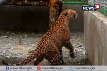 Video: দেশে প্রথম লেপার্ড সাফারি চালু হল শিলিগুড়ির বেঙ্গল সাফারি পার্কে Video: দেশে প্রথম লেপার্ড সাফারি চালু হল শিলিগুড়ির বেঙ্গল সাফারি পার্কে