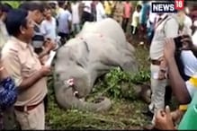 ফের হাতি করিডরে ট্রেনের ধাক্কায় জোড়া হাতির মৃত্যু ফের হাতি করিডরে ট্রেনের ধাক্কায় জোড়া হাতির মৃত্যু