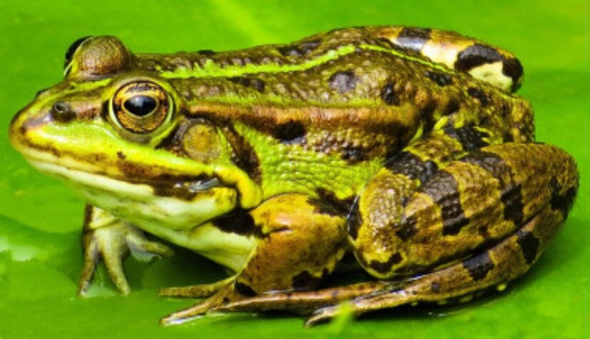 গ্রামবাসীরা একত্রিত হয়ে এই অনুষ্ঠানের আয়োজন করেন । সংগৃহীত​ ছবি । 