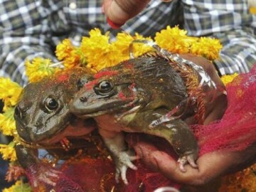 মজা নয়, অসমের ঐতিহ্য ব্যাঙের বিয়ে