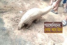 বিলুপ্তপ্রায় পিপীলিকাভুককে জঙ্গল থেকে ধরে নিয়ে এসে চলল অকথ্য অত্যাচার বিলুপ্তপ্রায় পিপীলিকাভুককে জঙ্গল থেকে ধরে নিয়ে এসে চলল অকথ্য অত্যাচার