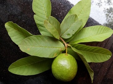 প্রতিদিন চুল পড়ছে ? সমাধান করবে পেয়ারা পাতা, কীভাবে জানুন