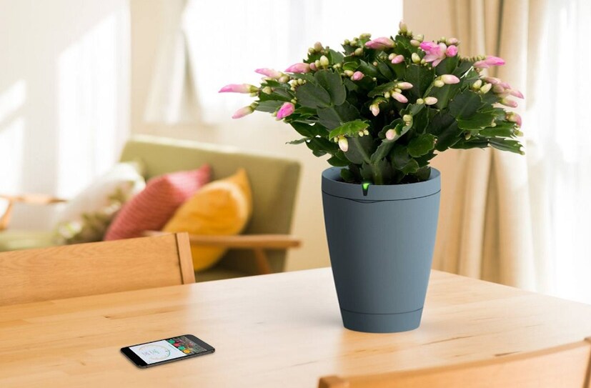 • Parrot Pot: গাছপালা ভালবাসলে সেই বোনের জন্য আদর্শ উপহার হবে এই Parrot Pot ৷ গাছটি স্বয়ংক্রিয়ভাবেই নিজের পরিচর্চা করে এবং বেঁচে থাকে ৷ বাড়ির বাইরে কোথাও বেড়াতে গেলে গাছে জন দেওয়া বা অন্য কোনও রক্ষণাবেক্ষণ নিয়ে বিন্দুমাত্র চিন্তা নেই ৷ সবটাই নিজে নিজে করবে এই গাছ ৷ এর দাম ৫৬০০ টাকা ৷