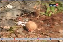 বোর্ড দখলকে কেন্দ্র করে উত্তপ্ত আমডাঙ্গা, চলছে গুলি বোর্ড দখলকে কেন্দ্র করে উত্তপ্ত আমডাঙ্গা, চলছে গুলি