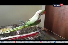 জড়তা ছাড়াই অনর্গল কী বকে চলেছে এই টিয়া দেখুন জড়তা ছাড়াই অনর্গল কী বকে চলেছে এই টিয়া দেখুন