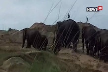 ঝাড়গ্রামের একাধিক এলাকায় দাপিয়ে বেড়াচ্ছে হাতির দল, কী কারণে বাড়ছে হাতির উপদ্রব ? ঝাড়গ্রামের একাধিক এলাকায় দাপিয়ে বেড়াচ্ছে হাতির দল, কী কারণে বাড়ছে হাতির উপদ্রব ?