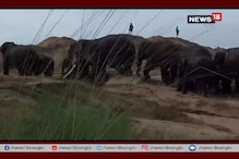 লালগড়ে তাণ্ডবলীলা চালাচ্ছে দলমার ৫০ দামাল ! লালগড়ে তাণ্ডবলীলা চালাচ্ছে দলমার ৫০ দামাল !