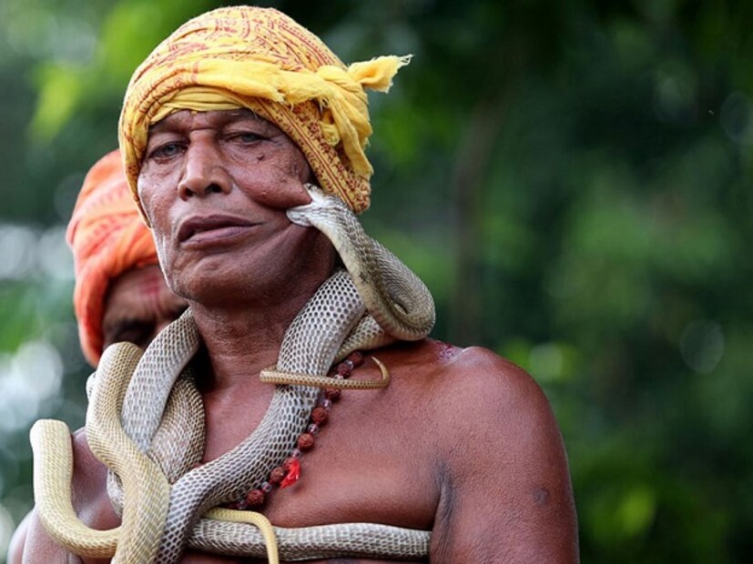 দেখতে আকর্ষক হলেও এই ছবি আপনার হাড় হিম করে দেবে ৷ মা মনসা পুজোর এক দৃশ্য যেখানে প্রতিদিন ধানক্ষেত থেকে বিষাক্ত সাপ ধরে নিয়ে এসে মা মনসার আরাধনা করে থাকেন মানুষ ৷ ছবি সৌজন্যে এএফপি ৷ 