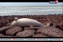 মন্দারমণির পর এবার দীঘায় মিলল ডলফিন! সেলফি তুলতে ব্যস্ত পর্যটকরা মন্দারমণির পর এবার দীঘায় মিলল ডলফিন! সেলফি তুলতে ব্যস্ত পর্যটকরা
