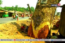 যশোর রোডের গাছ কাটায় অনুমতি হাইকোর্টের যশোর রোডের গাছ কাটায় অনুমতি হাইকোর্টের