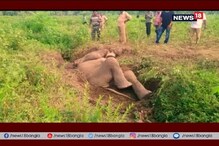 নর্দমায় পড়ল দলছুট হাতি, উদ্ধারে ক্রেন, জেসিবি মেশিন নর্দমায় পড়ল দলছুট হাতি, উদ্ধারে ক্রেন, জেসিবি মেশিন