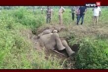 নালায় পড়ে তীব্র আর্তনাদ হাতির, উদ্ধারে ক্রেন, জেসিবি মেশিন নালায় পড়ে তীব্র আর্তনাদ হাতির, উদ্ধারে ক্রেন, জেসিবি মেশিন