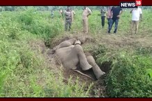 নালায় উল্টে যায় মাঝবয়সী হাতি, উদ্ধারে ক্রেন, জেসিবি মেশিন নালায় উল্টে যায় মাঝবয়সী হাতি, উদ্ধারে ক্রেন, জেসিবি মেশিন