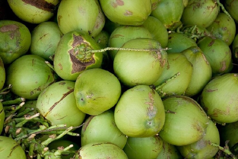 মায়া : শাঁসাল ও সরেস ডাব মায়ের পায়ে অর্পণ তকরে প্রতিশ্রুতি দেওয়া হয় মায়াকে আধিক্য না দেওয়ার ৷ ছবি সংগৃহীত ৷