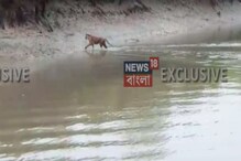 সুন্দরবনে নদীর ধারে দেখা মিলল বাঘের, দক্ষিণরায়কে দেখে খুশি পর্যটকরা সুন্দরবনে নদীর ধারে দেখা মিলল বাঘের, দক্ষিণরায়কে দেখে খুশি পর্যটকরা