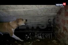 নিজের সন্তানদের বাঁচাতে সাপের সঙ্গে লড়াই মা কুকুরের ! দেখুন সেই ভিডিও নিজের সন্তানদের বাঁচাতে সাপের সঙ্গে লড়াই মা কুকুরের ! দেখুন সেই ভিডিও
