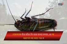 কয়েক মিনিটেই বাড়ি থেকে পালাবে আরশোলা, জেনে নিন উপায় কয়েক মিনিটেই বাড়ি থেকে পালাবে আরশোলা, জেনে নিন উপায়