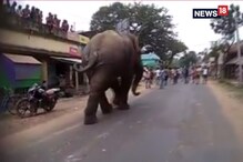 সাত সকালে রাজ্য সড়কে হাতি ! সাত সকালে রাজ্য সড়কে হাতি !