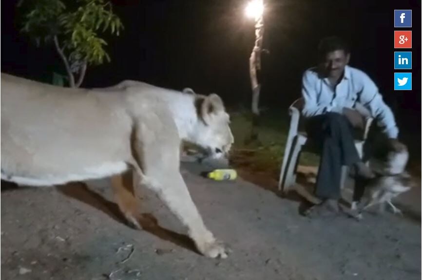 এবার প্রকাশ্যে এল একটি চাঞ্চল্যকর ভিডিও, যেখান স্পষ্ট দেখা যাচ্ছে কীভাবে সিংহদের বিষপ্রয়োগ করা হয়। জঙ্গলের ভিতরে এক ব্যক্তি চেয়ারে বসে রয়েছেন। তাঁর সামনে একটি সিংহী। ব্যক্তিটি সিংহীকে খাওয়ারের লোভ দেখাচ্ছে।Photo Source: News18Network এবার প্রকাশ্যে এল একটি চাঞ্চল্যকর ভিডিও, যেখান স্পষ্ট দেখা যাচ্ছে কীভাবে সিংহদের বিষপ্রয়োগ করা হয়। জঙ্গলের ভিতরে এক ব্যক্তি চেয়ারে বসে রয়েছেন। তাঁর সামনে একটি সিংহী। ব্যক্তিটি সিংহীকে খাওয়ারের লোভ দেখাচ্ছে।Photo Source: News18Network