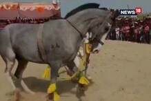 হিন্দি গানের সঙ্গে নাচছে ঘোড়া ! হিন্দি গানের সঙ্গে নাচছে ঘোড়া !