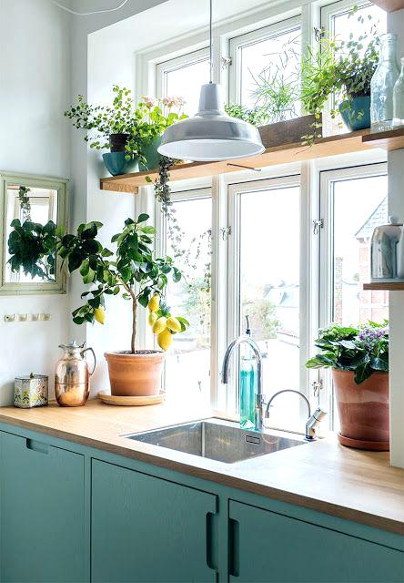 kitchen-plants-ideas