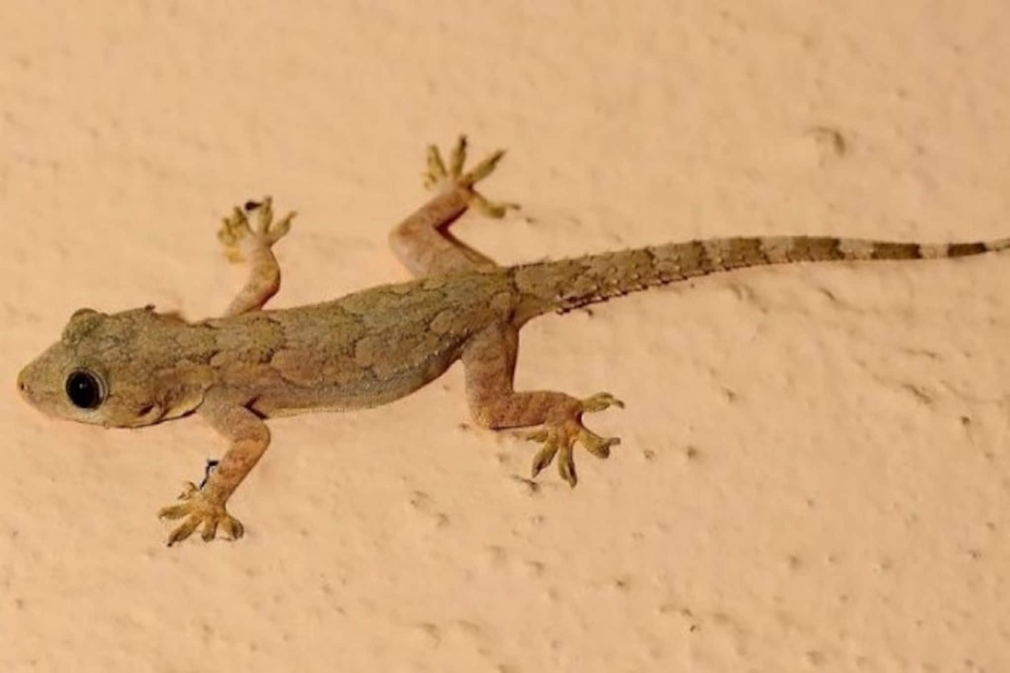 মাত্র কয়েক মিনিটেই ঘর থেকে টিকটিকি তাড়ান সম্পূর্ণভাবে