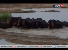 হাতির তাণ্ডবে বিপর্যস্ত জনজীবন ! হাতির তাণ্ডবে বিপর্যস্ত জনজীবন !